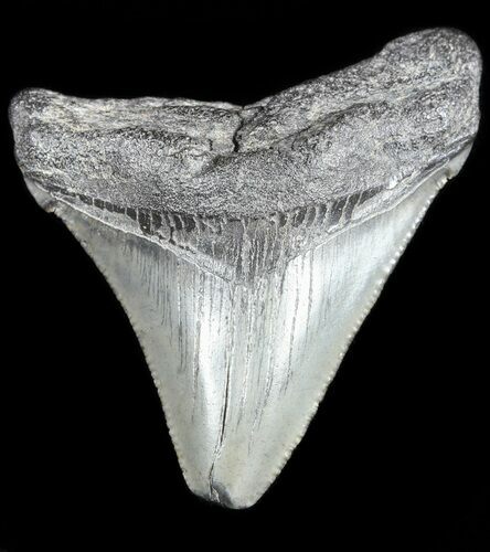 Juvenile Megalodon Tooth - South Carolina #54176